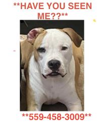 Lost Male Dog last seen Temperance and Kingscanyon, Sunnyside, CA 93727
