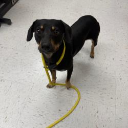 Shelter Stray Male Dog last seen , 1109 Moore Ave, Portland, TX 78374, USA