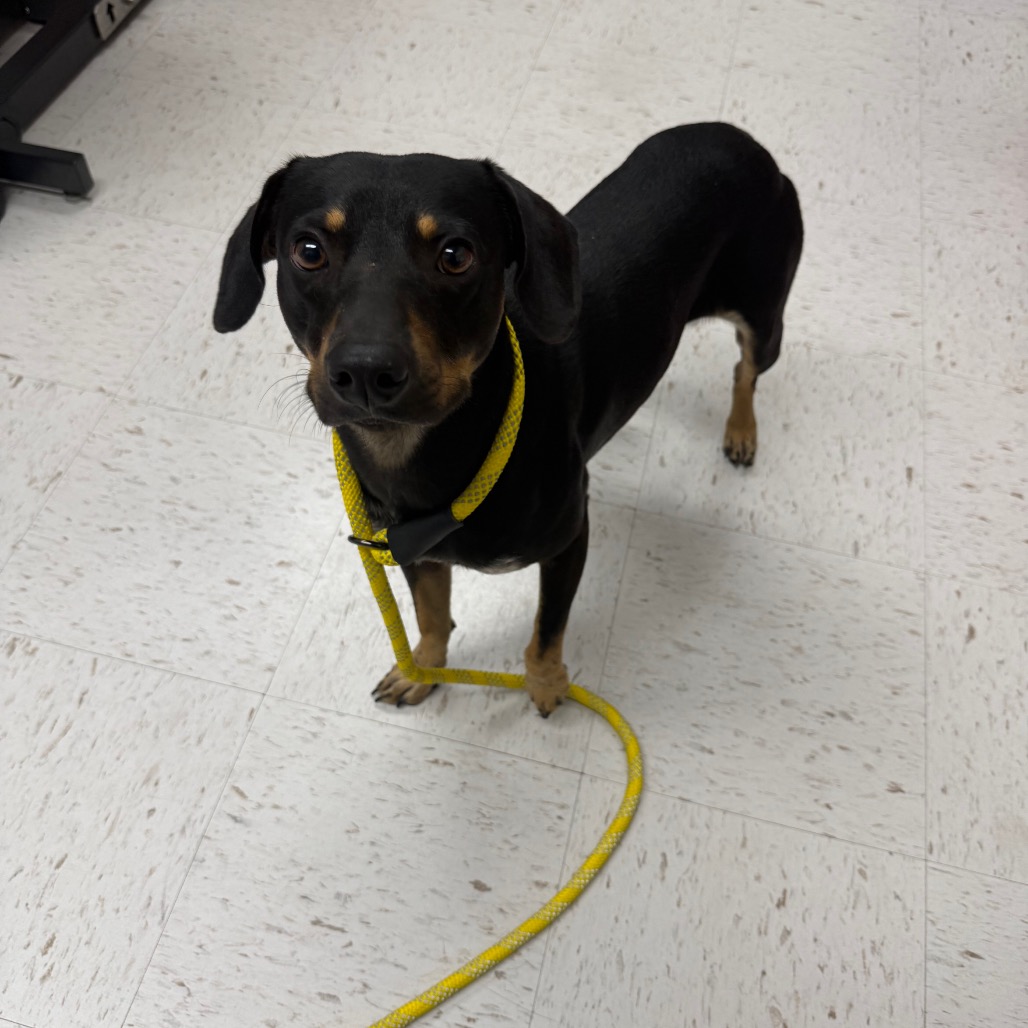 Shelter Stray Male Dog last seen , 1109 Moore Ave, Portland, TX 78374, USA