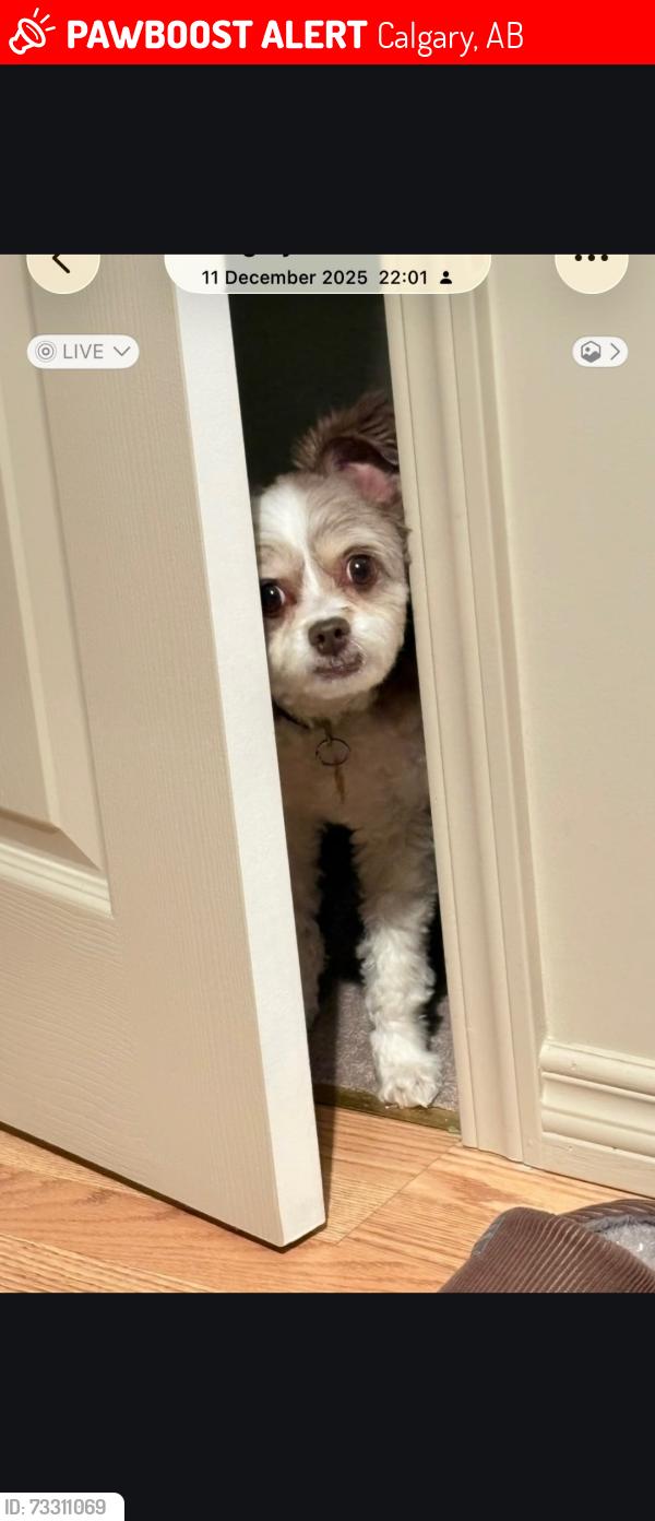 Lost Female Dog last seen 24th street and woodpark blvd, Calgary, AB 