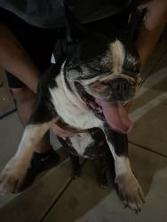 Found/Stray Female Dog last seen Donna Ave, La Mesa, CA 91941