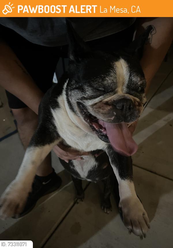 Found/Stray Female Dog last seen Donna Ave, La Mesa, CA 91941