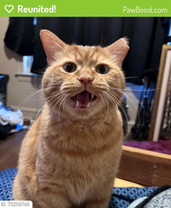 Reunited Male Cat last seen 64th and Kedzie, Chicago, IL 60629