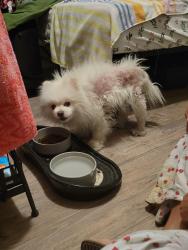 Reunited Male Dog last seen Near Ranchita Way, Fair Oaks, CA 95628, Fair Oaks, CA 95628
