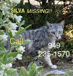 Lost Female Cat last seen Glendale blvd, Los Angeles, CA 90026