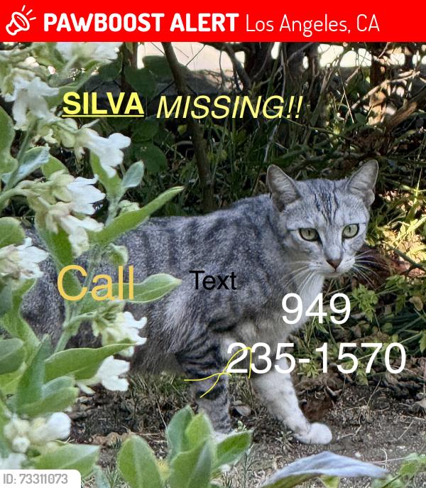 Lost Female Cat last seen Glendale blvd, Los Angeles, CA 90026