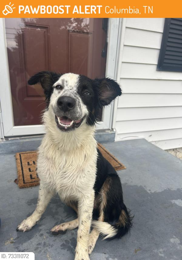 Found/Stray Female Dog last seen Tenn Pin, Columbia, TN 38401