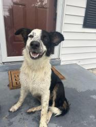 Found/Stray Female Dog last seen Tenn Pin, Columbia, TN 38401