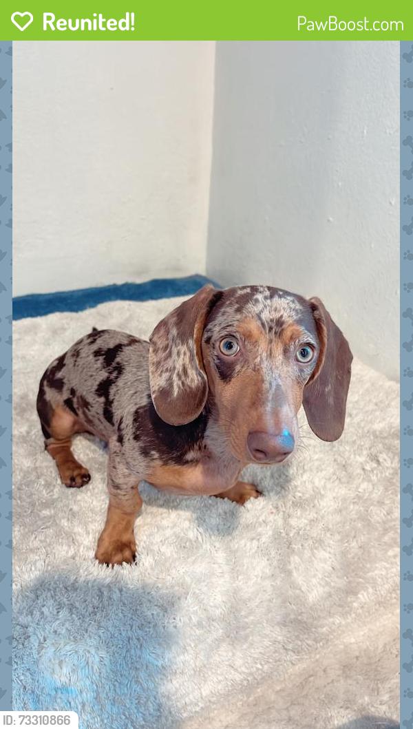 Reunited Male Dog last seen Kester Avenue and Chase Street, Los Angeles, CA 91402