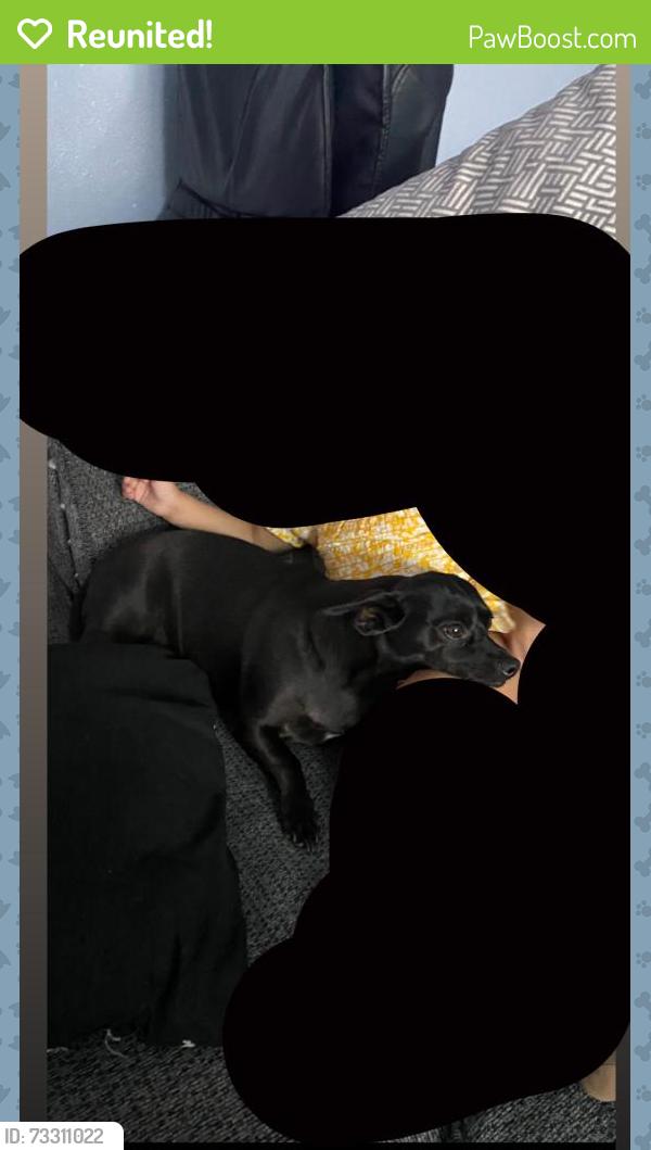 Reunited Female Dog last seen Hacienda and nellis, Paradise, NV 89120