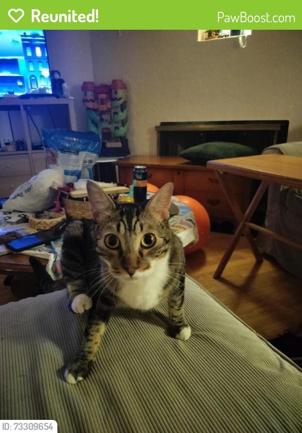 Reunited Male Cat last seen Pacific Ave, Tacoma, WA 98408