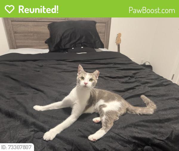 Reunited Female Cat last seen Near Barrett Lakes Blvd, Kennesaw, GA 30144, USA, Kennesaw, GA 30144