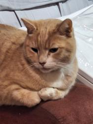Lost Male Cat last seen Reche rd & landers lane, Homestead Valley, CA 92285