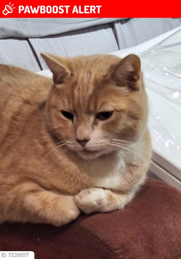 Lost Male Cat last seen Reche rd & landers lane, Homestead Valley, CA 92285