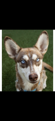 Reunited Female Dog last seen Near E 20th St National City, CA 91950 United States, National City, CA 91950