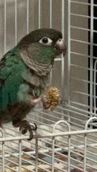Lost Unknown Bird last seen Almere’s and baseline, Fontana, CA 92336