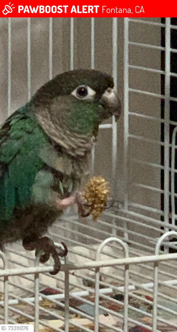 Lost Unknown Bird last seen Almere’s and baseline, Fontana, CA 92336
