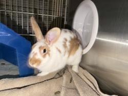 Shelter Stray Unknown Other last seen , 4275 Elton St, Baldwin Park, CA 91706, USA