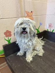 Shelter Stray Male Dog last seen , 31044 Charlie Canyon Rd, Castaic, CA 91384, USA