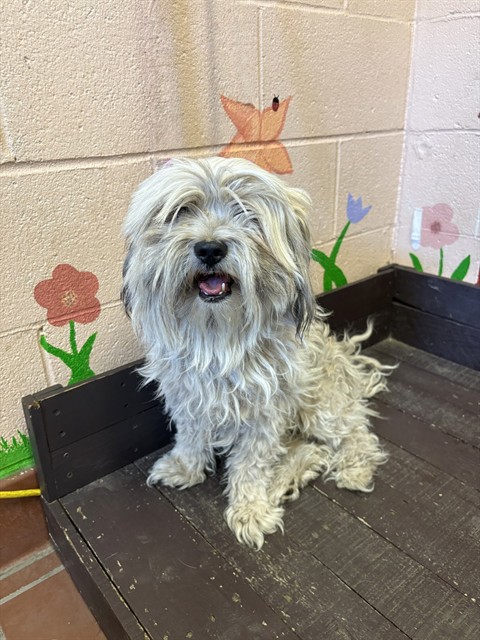 Shelter Stray Male Dog last seen , 31044 Charlie Canyon Rd, Castaic, CA 91384, USA