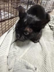 Shelter Stray Female Cat last seen , 14409 Vanowen St, Van Nuys, CA 91405, USA