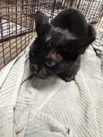 Shelter Stray Female Cat last seen , 14409 Vanowen St, Van Nuys, CA 91405, USA