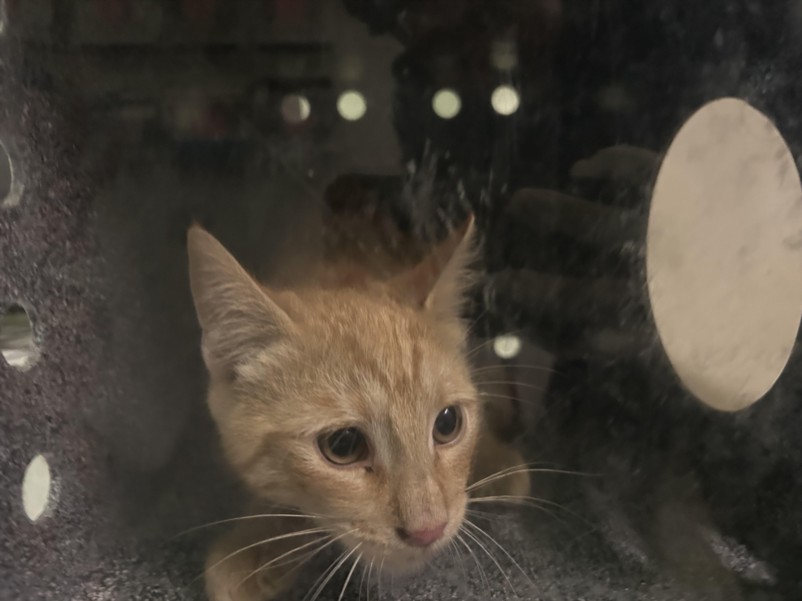 Shelter Stray Male Cat last seen , 1850 W 60th St, Los Angeles, CA 90047, USA