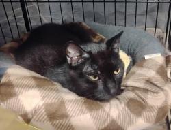 Found/Stray Unknown Cat last seen Rte 18 and Ferry Rd, behind Dunkin Donuts (the one near Hackensack hosp), Old Bridge, NJ 08857