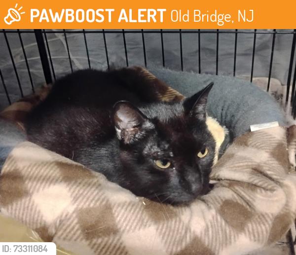 Found/Stray Unknown Cat last seen Rte 18 and Ferry Rd, behind Dunkin Donuts (the one near Hackensack hosp), Old Bridge, NJ 08857