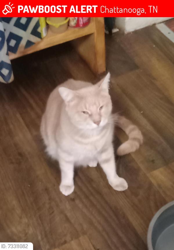 Lost Male Cat last seen Harrison pike, Chattanooga, TN 37406