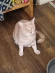 Lost Male Cat last seen Harrison pike, Chattanooga, TN 37406