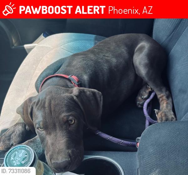 Lost Male Dog last seen Near van Buren ave, Phoenix, AZ 85043