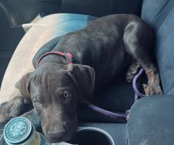 Lost Male Dog last seen Near van Buren ave, Phoenix, AZ 85043