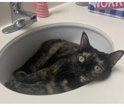 Lost Female Cat last seen Gilbert St Arizona, Anaheim, CA 92841