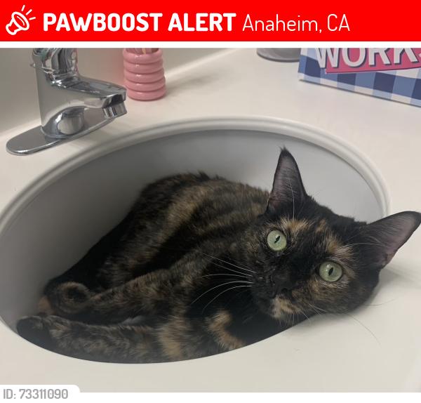Lost Female Cat last seen Gilbert St Arizona, Anaheim, CA 92841