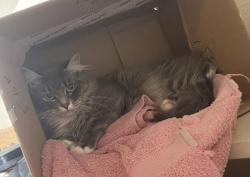 Reunited Female Cat last seen Near 37th St SE, Auburn, WA 98002, USA, Auburn, WA 98002