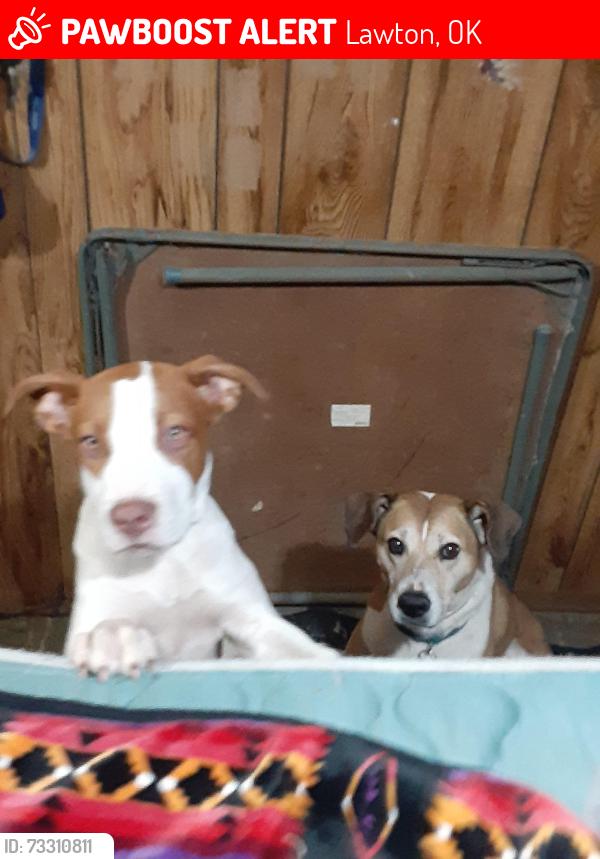 Lost Unknown Dog last seen Nw 17th st. & Pollard ave, Lawton, OK 73505