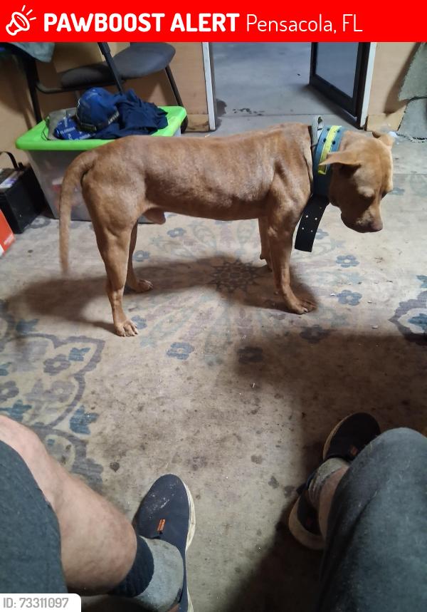 Lost Male Dog last seen W street, Pensacola, FL 32505