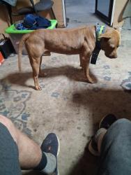 Lost Male Dog last seen W street, Pensacola, FL 32505