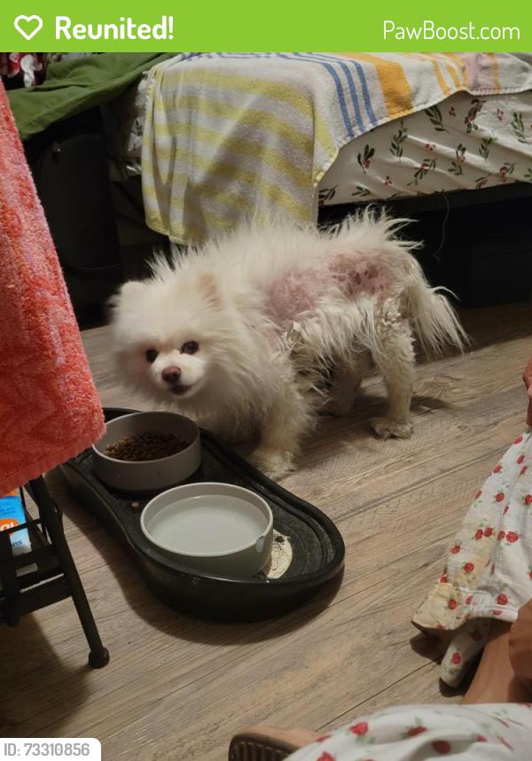 Reunited Male Dog last seen Near Ranchita Way, Fair Oaks, CA 95628, Fair Oaks, CA 95628