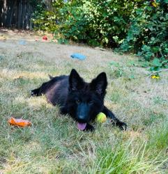 Lost Female Dog last seen Near 109th pl se, Kent, WA 98031