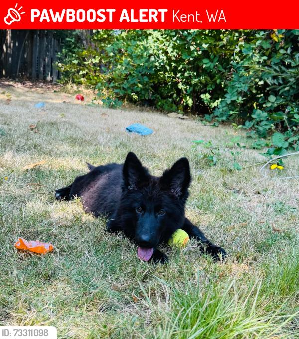Lost Female Dog last seen Near 109th pl se, Kent, WA 98031