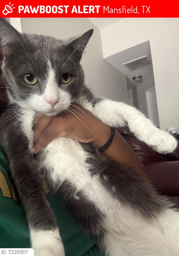 Lost Male Cat last seen cancun, Mansfield, TX 76063