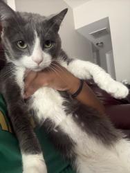 Lost Male Cat last seen cancun, Mansfield, TX 76063
