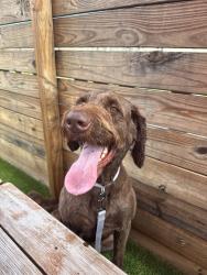 Lost Male Dog last seen De soto park apmts, Little Rock, AR 72205