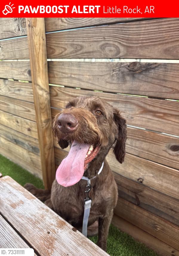 Lost Male Dog last seen De soto park apmts, Little Rock, AR 72205