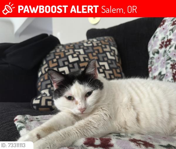 Lost Female Cat last seen Near salem heights elementary , last pinged location near Roth’s, Salem, OR 97306