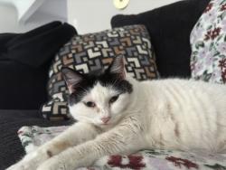 Lost Female Cat last seen Near salem heights elementary , last pinged location near Roth’s, Salem, OR 97306