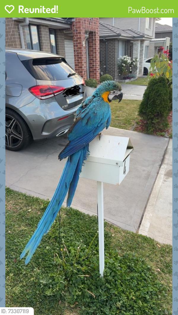 Reunited Male Bird last seen wakeling drive Edmondson park, nsw, 2174, Edmondson Park, NSW 2174