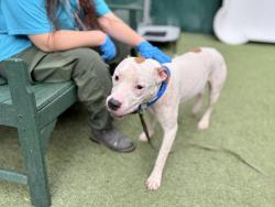 Shelter Stray Male Dog last seen Near E 189th Street, BRONX, NY, 10458, 326 E 110th St, New York, NY 10029, USA